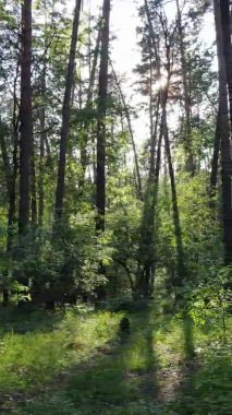 Yazın ağaçlı yeşil bir ormanın içinde dikey video görüntüsü