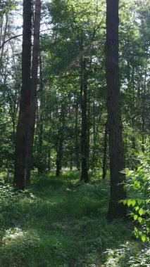 Yazın ağaçlı yeşil bir ormanın içinde dikey video görüntüsü