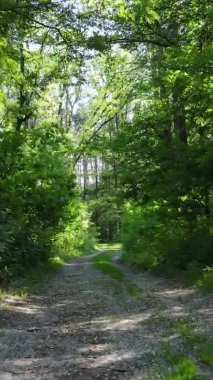 Yazın ağaçlı yeşil bir ormanın içinde dikey video görüntüsü