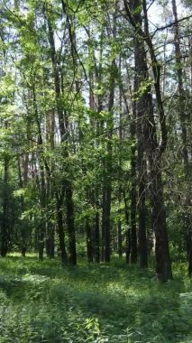 Yazın ağaçlı yeşil bir ormanın içinde dikey video görüntüsü