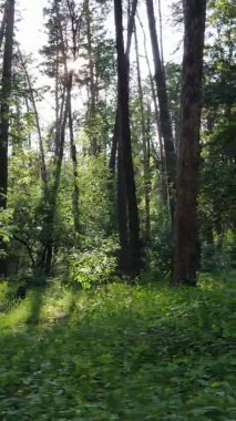 Yazın ağaçlı yeşil bir ormanın içinde dikey video görüntüsü