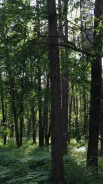 Yazın ağaçlı yeşil bir ormanın içinde dikey video görüntüsü