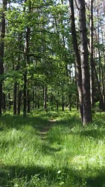 Yazın ağaçlı yeşil bir ormanın içinde dikey video görüntüsü