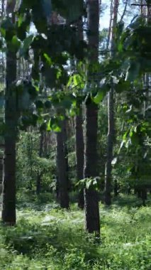 Yazın ağaçlı yeşil bir ormanın içinde dikey video görüntüsü
