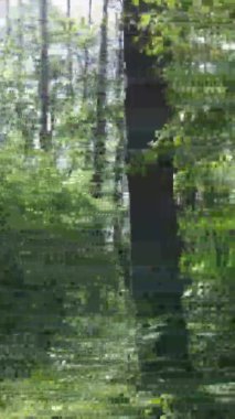 Yazın ağaçlı yeşil bir ormanın içinde dikey video görüntüsü