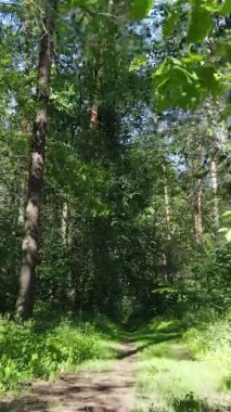 Yazın ağaçlı yeşil bir ormanın içinde dikey video görüntüsü