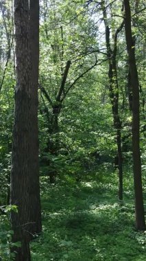 Yazın ağaçlı yeşil bir ormanın içinde dikey video görüntüsü