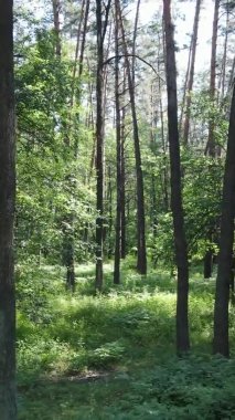 Yazın ağaçlı yeşil bir ormanın içinde dikey video görüntüsü