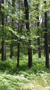 Yazın ağaçlı yeşil bir ormanın içinde dikey video görüntüsü