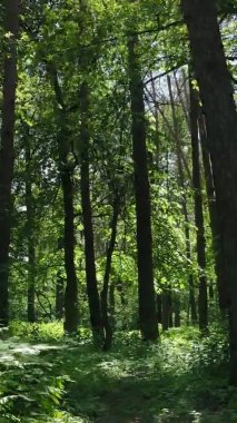 Yazın ağaçlı yeşil bir ormanın içinde dikey video görüntüsü