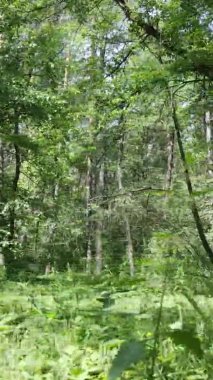 Yazın ağaçlı yeşil bir ormanın içinde dikey video görüntüsü