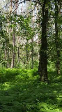 Yazın ağaçlı yeşil bir ormanın içinde dikey video görüntüsü