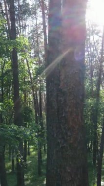 Yazın ağaçlı yeşil bir ormanın içinde dikey video görüntüsü