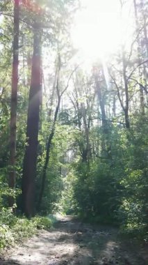 Yazın ağaçlı yeşil bir ormanın içinde dikey video görüntüsü