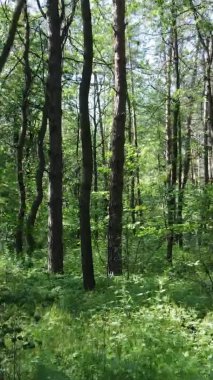 Yazın ağaçlı yeşil bir ormanın içinde dikey video görüntüsü