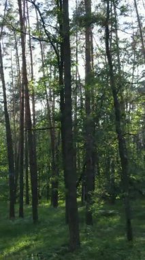 Yazın ağaçlı yeşil bir ormanın içinde dikey video görüntüsü