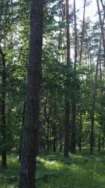 Yazın ağaçlı yeşil bir ormanın içinde dikey video görüntüsü