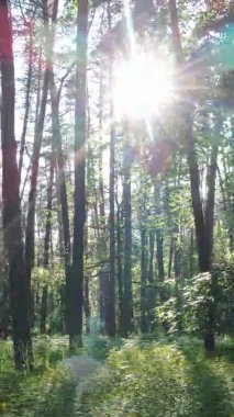 Yazın ağaçlı yeşil bir ormanın içinde dikey video görüntüsü