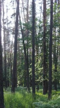 Yazın ağaçlı yeşil bir ormanın içinde dikey video görüntüsü