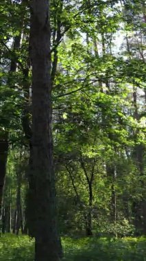 Yazın ağaçlı yeşil bir ormanın içinde dikey video görüntüsü