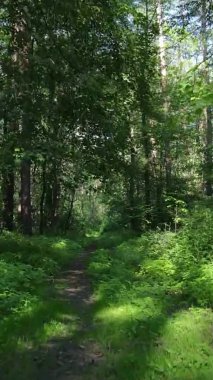 Yazın ağaçlı yeşil bir ormanın içinde dikey video görüntüsü