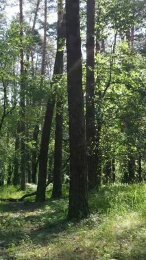 Yazın ağaçlı yeşil bir ormanın içinde dikey video görüntüsü