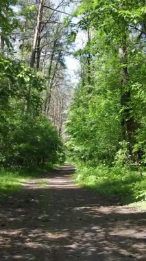 Yazın ağaçlı yeşil bir ormanın içinde dikey video görüntüsü