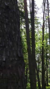 Yazın ağaçlı yeşil bir ormanın içinde dikey video görüntüsü