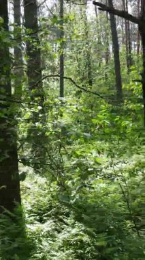 Yazın ağaçlı yeşil bir ormanın içinde dikey video görüntüsü