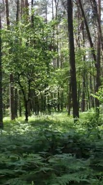 Yazın ağaçlı yeşil bir ormanın içinde dikey video görüntüsü