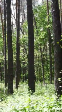 Yazın ağaçlı yeşil bir ormanın içinde dikey video görüntüsü