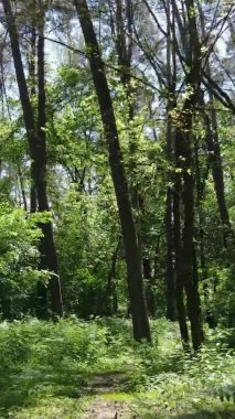 Yazın ağaçlı yeşil bir ormanın içinde dikey video görüntüsü