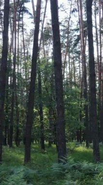 Yazın ağaçlı yeşil bir ormanın içinde dikey video görüntüsü