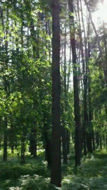 Yazın ağaçlı yeşil bir ormanın içinde dikey video görüntüsü