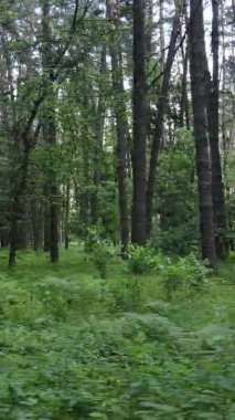 Yazın ağaçlı yeşil bir ormanın içinde dikey video görüntüsü