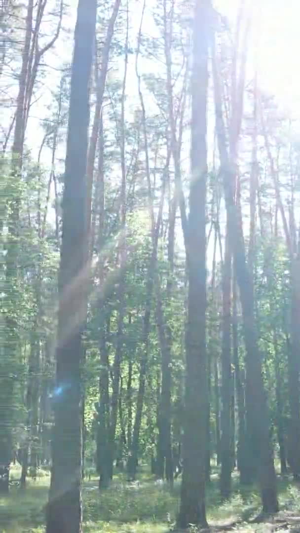Vertikale Video-Luftaufnahme in einem grünen Wald mit Bäumen im Sommer — Stockvideo