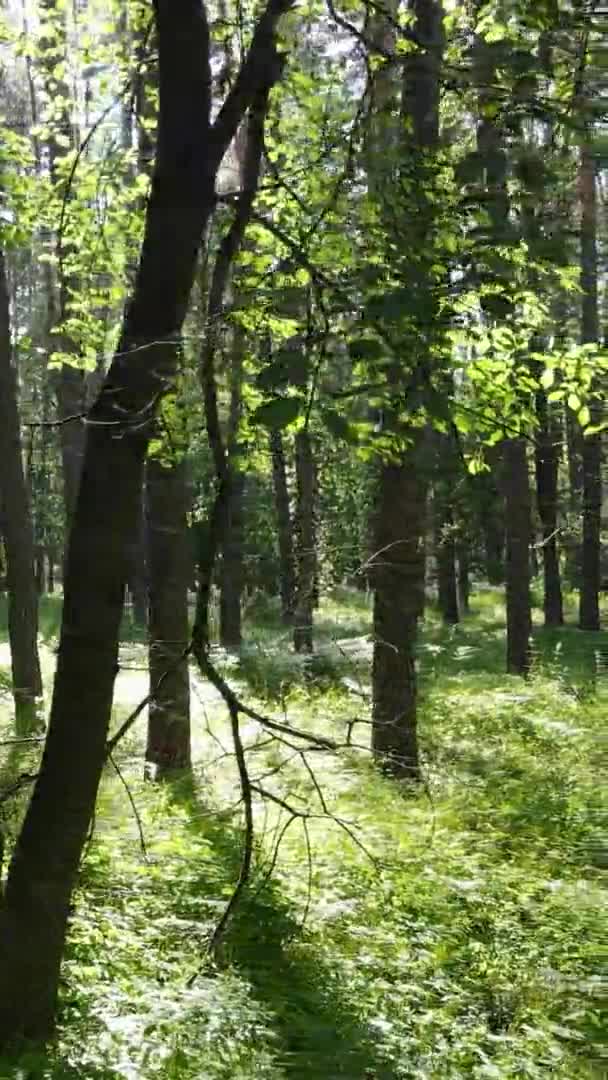 Вертикальный вид с воздуха в зеленом лесу с деревьями летом — стоковое видео
