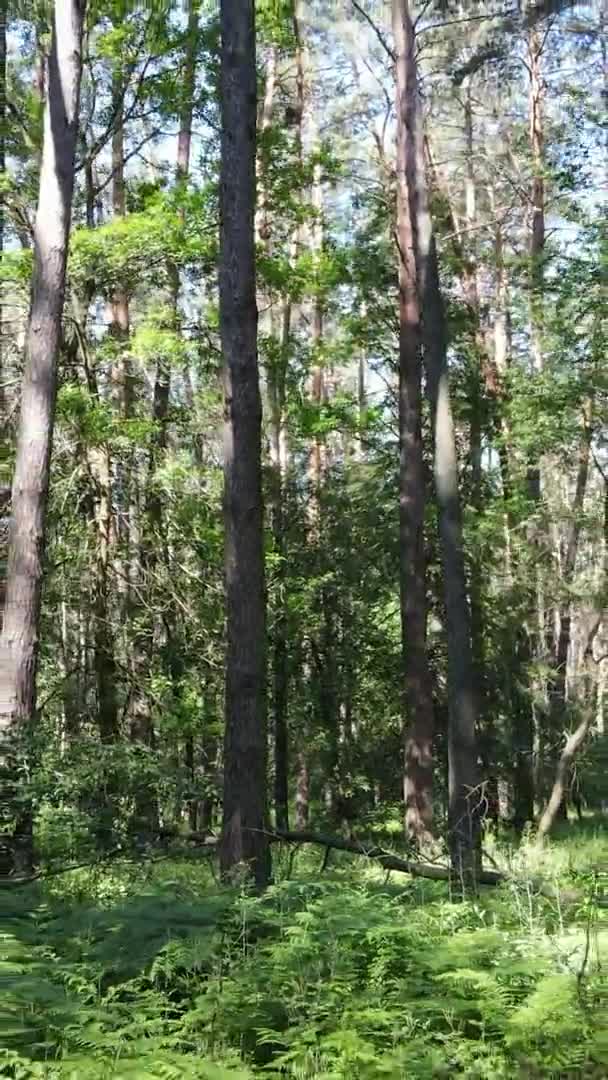 Pemandangan vertikal video udara di dalam hutan hijau dengan pohon di musim panas — Stok Video