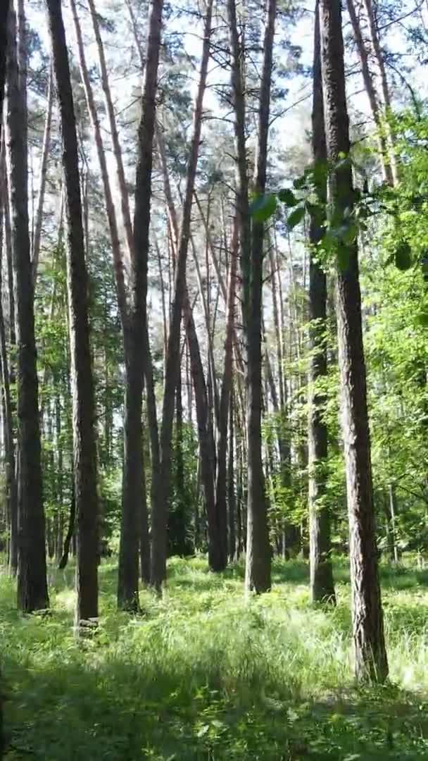 Vertikal video antenn vy inne i en grön skog med träd på sommaren — Stockvideo