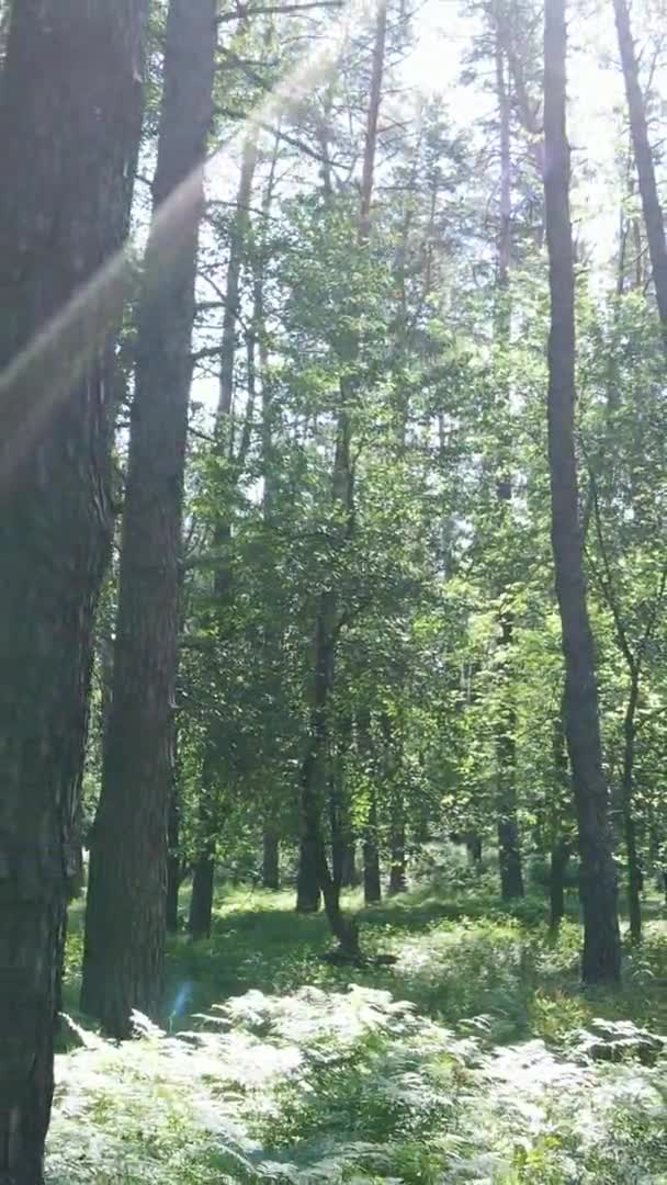 Vertical video aerial view inside a green forest with trees in summer — Stock Video