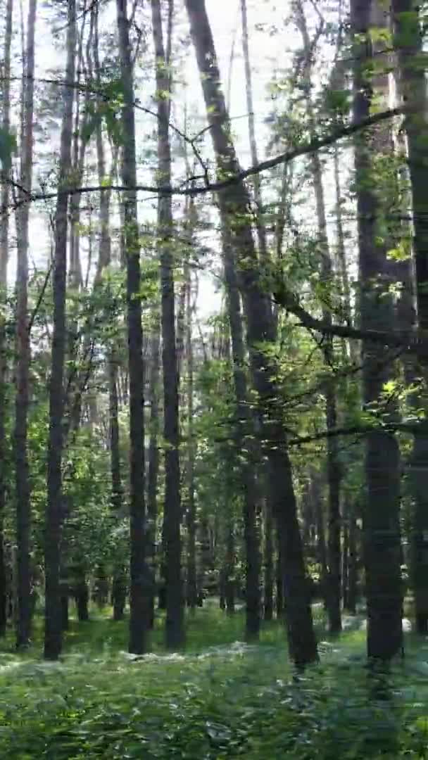 Függőleges videó antenna belsejében egy zöld erdő fák nyáron — Stock videók