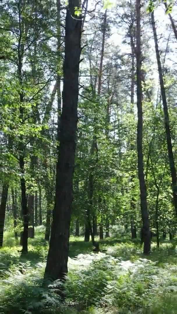 Vídeo vertical vista aérea dentro de uma floresta verde com árvores no verão — Vídeo de Stock