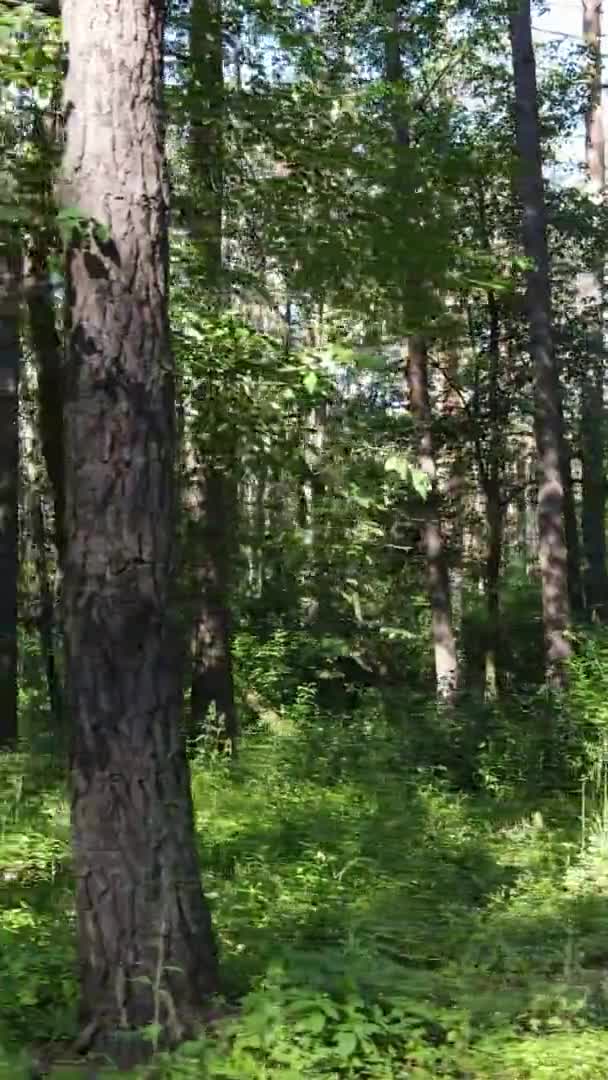Verticale video luchtfoto zicht in een groen bos met bomen in de zomer — Stockvideo