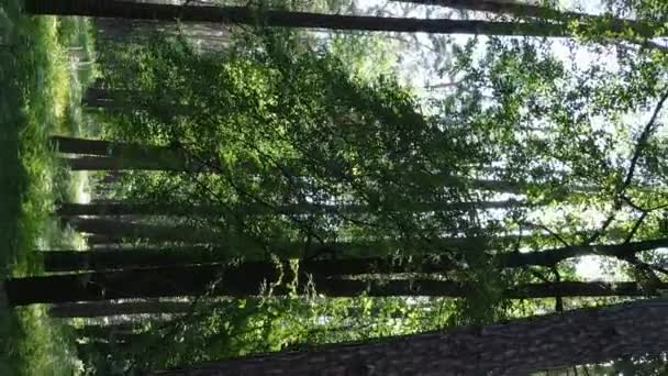 Вертикальний вид на повітря всередині зеленого лісу з деревами влітку — стокове відео