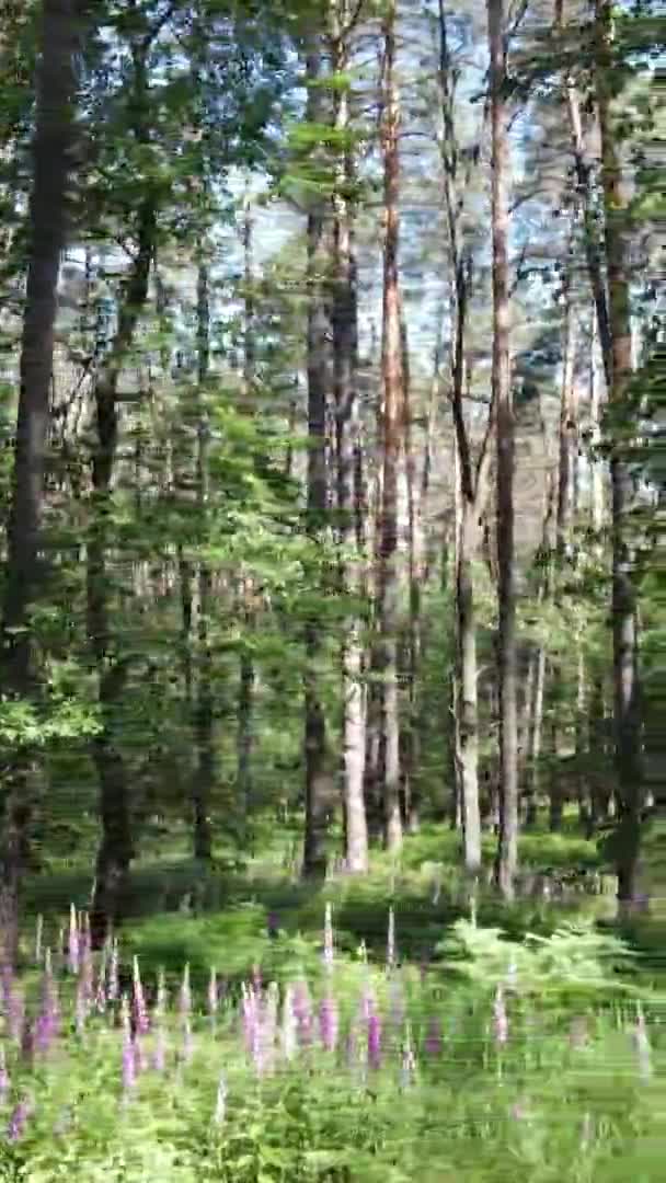 Verticale video luchtfoto zicht in een groen bos met bomen in de zomer — Stockvideo