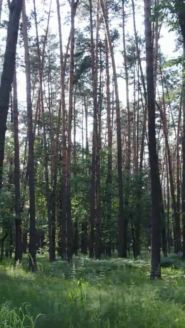 Vídeo vertical vista aérea dentro de uma floresta verde com árvores no verão — Vídeo de Stock