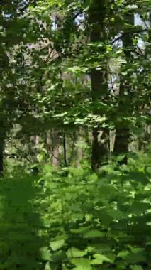 Yazın ağaçlı yeşil bir ormanın içinde dikey video görüntüsü