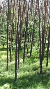 Yazın ağaçlı yeşil bir ormanın içinde dikey video görüntüsü