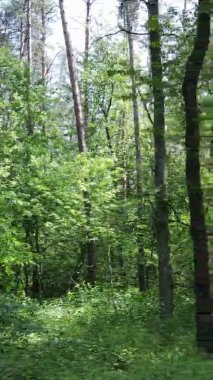 Yazın ağaçlı yeşil bir ormanın içinde dikey video görüntüsü