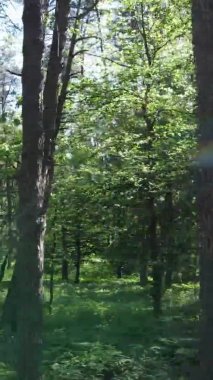 Yazın ağaçlı yeşil bir ormanın içinde dikey video görüntüsü